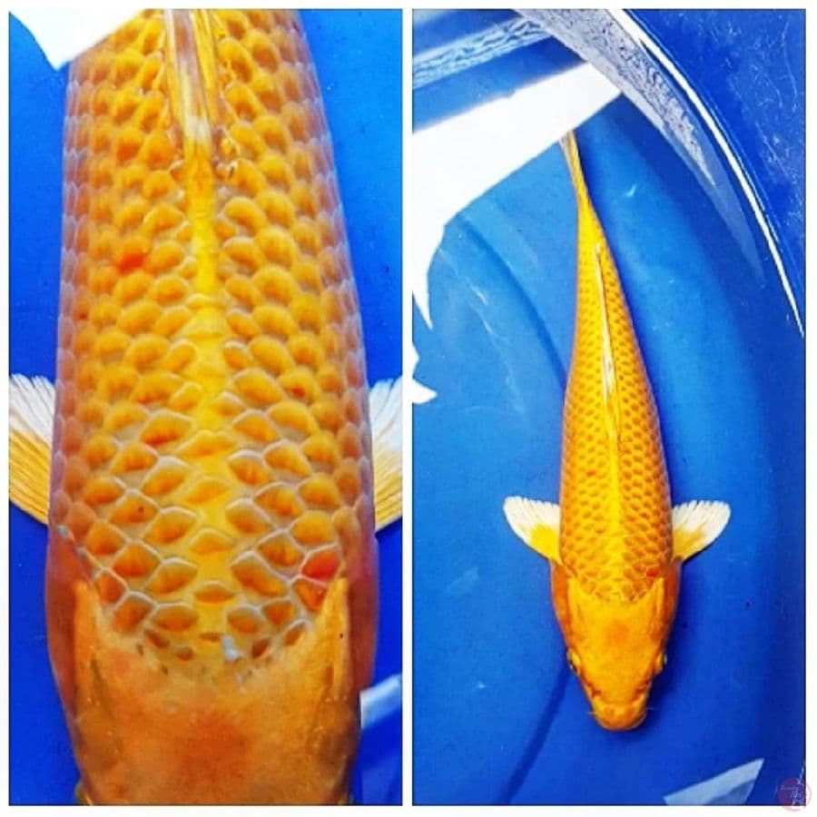 yamabuki Ogon