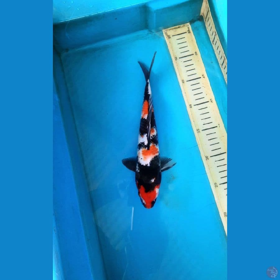 Maruten showa 27cm