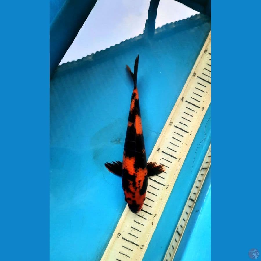 Utsuri 25cm