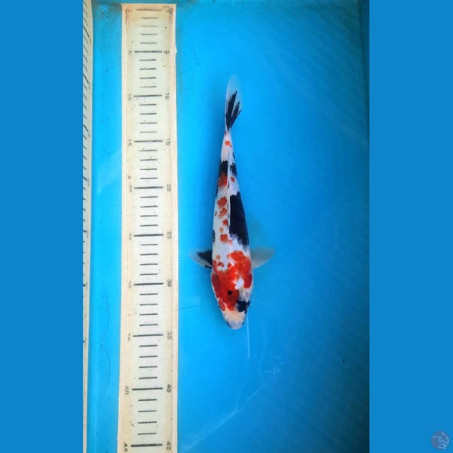 Tategoi showa 24cm
