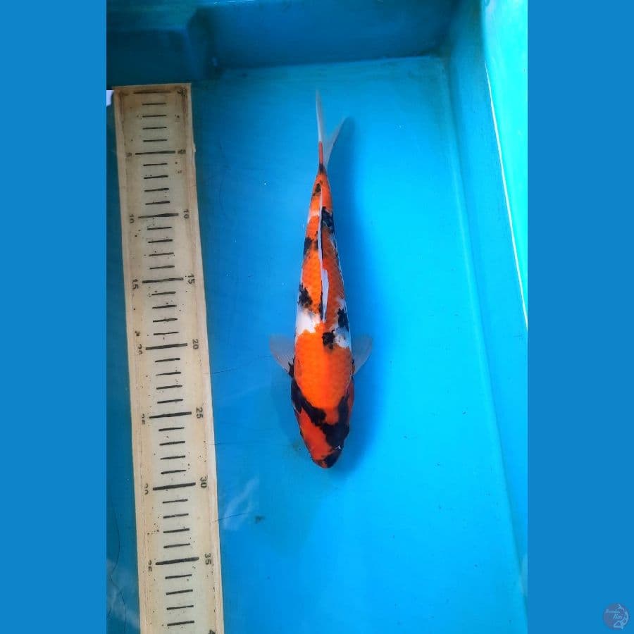 Showa 25cm