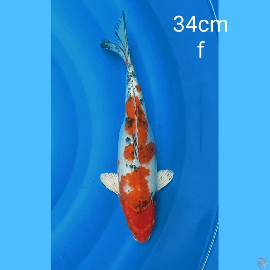 yamato nishiki 34cm
