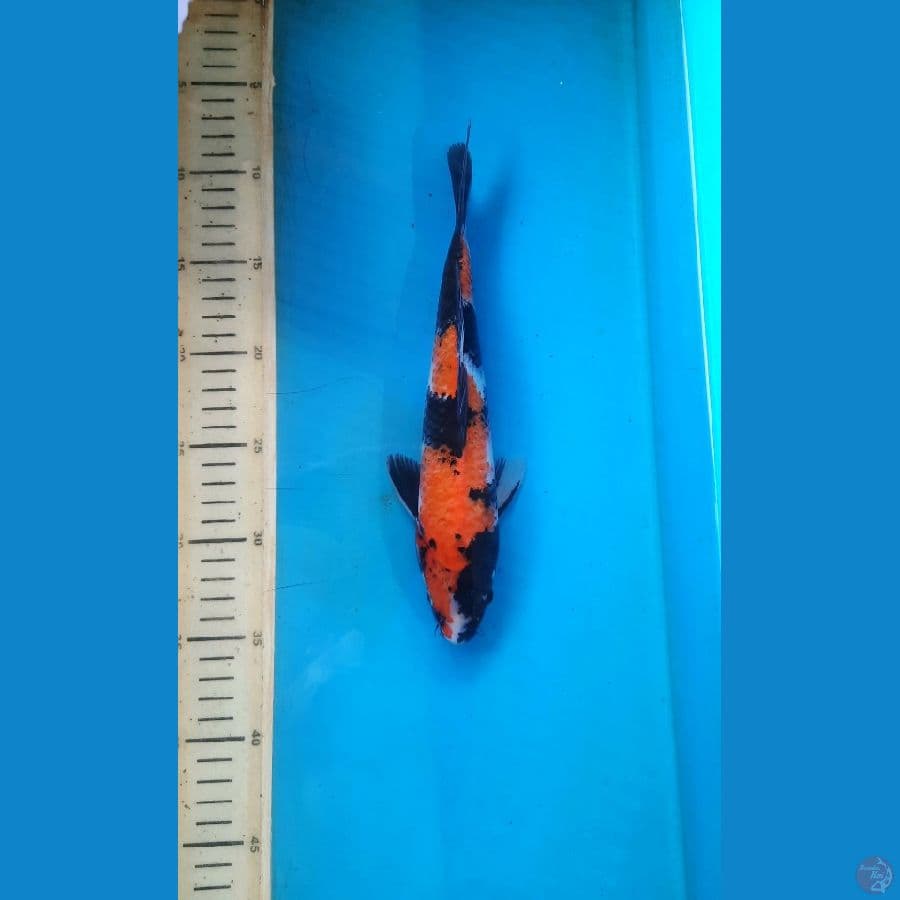 Showa 26cm 