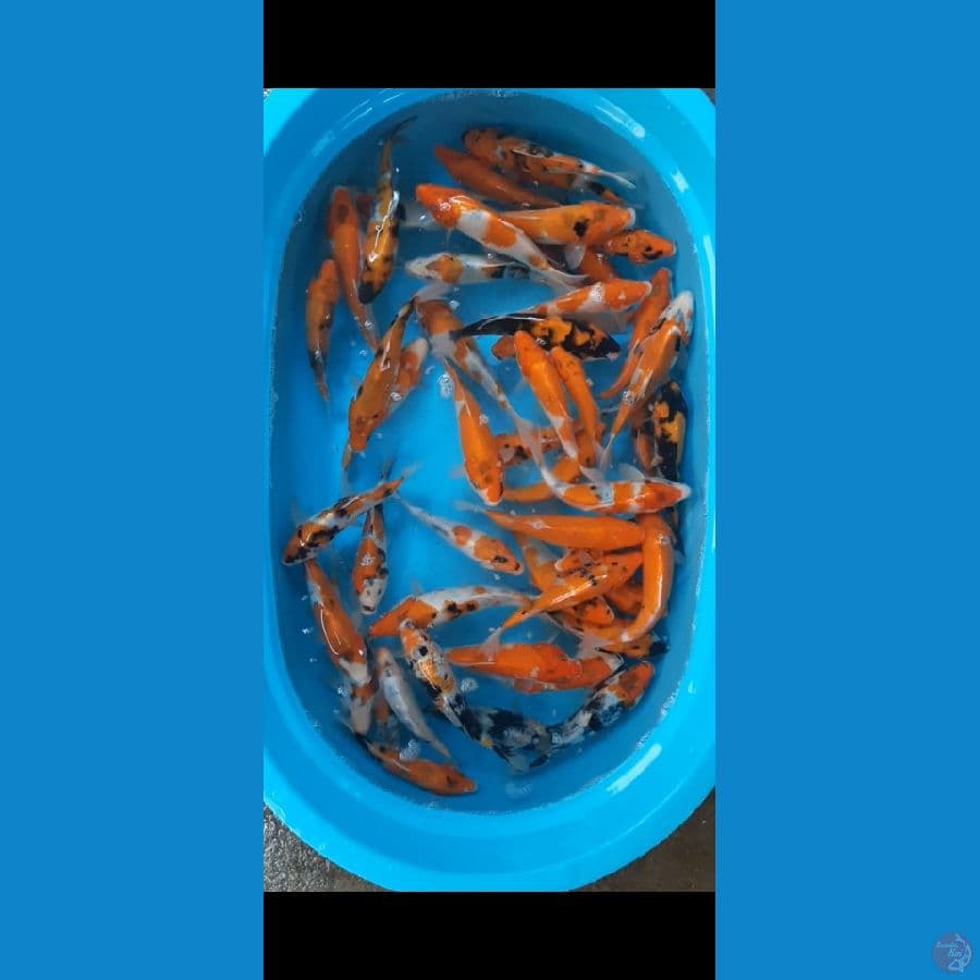 sardang 50 ekor 20-25 cm