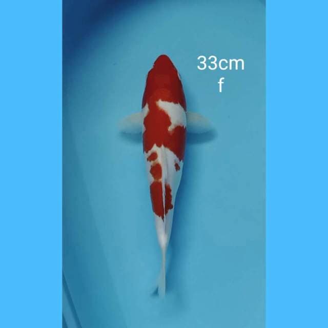 Kohaku 33cm