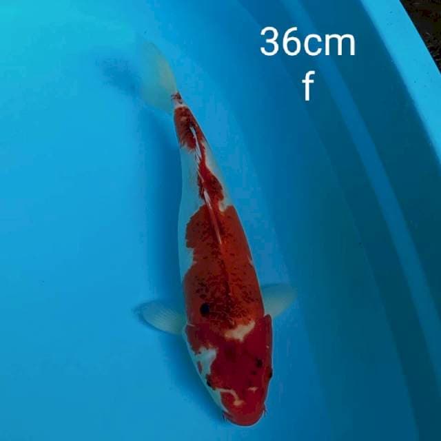 Aigoromo 36cm