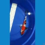 32cm male