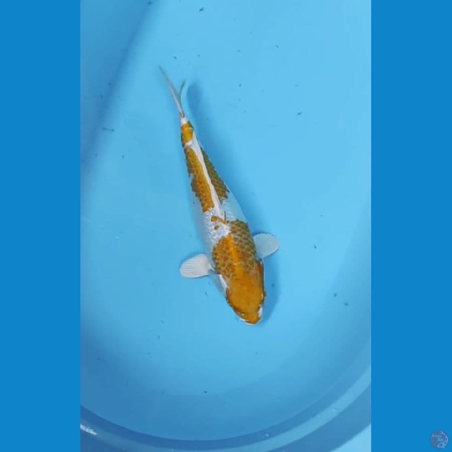38 CM - HARIWAKE