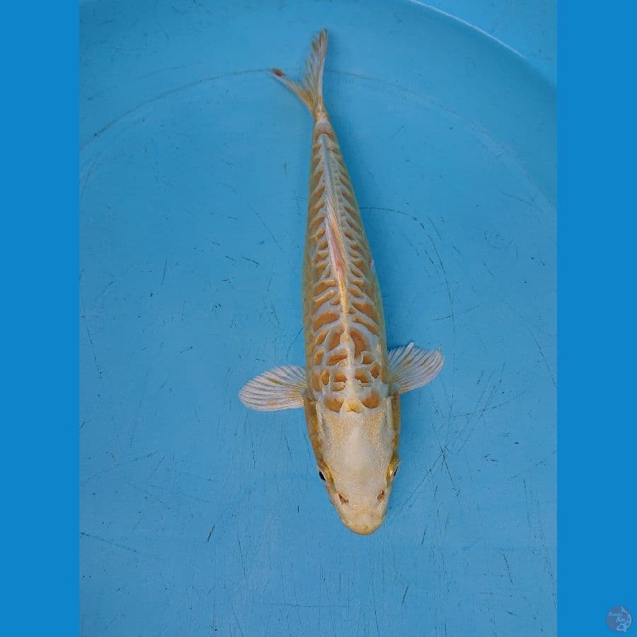 OGON 31 cm