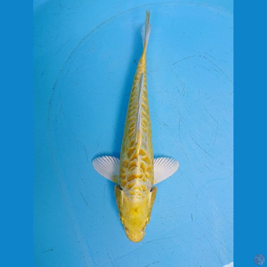 OGON 29 cm