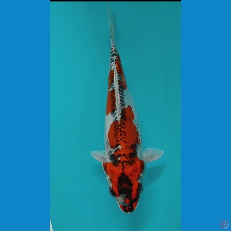 Kiko 22cm