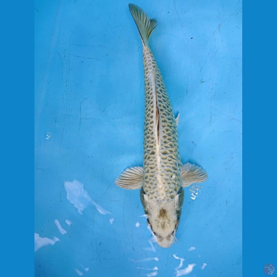 SISIK NAGA 33 cm 