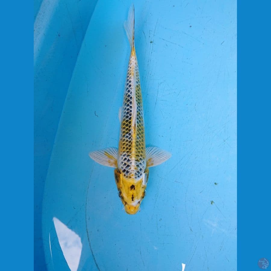 Hariwake 29 cm