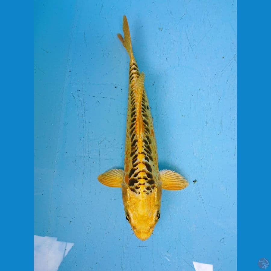 ANTIK 31 cm