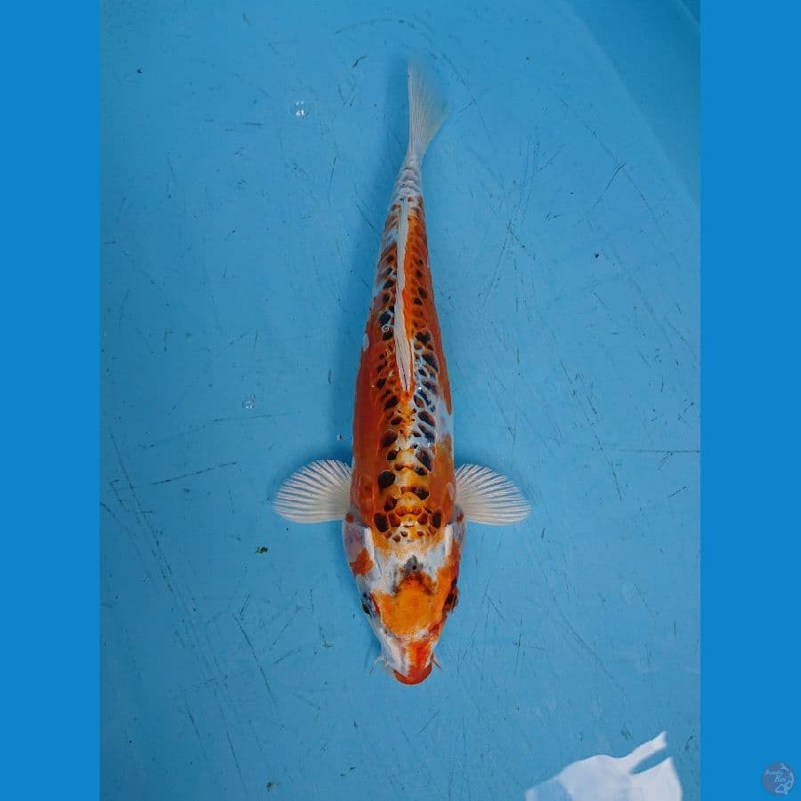 ANTIK 31 cm