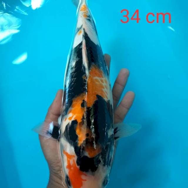 Showa motogoro sumi pekat 34 cm