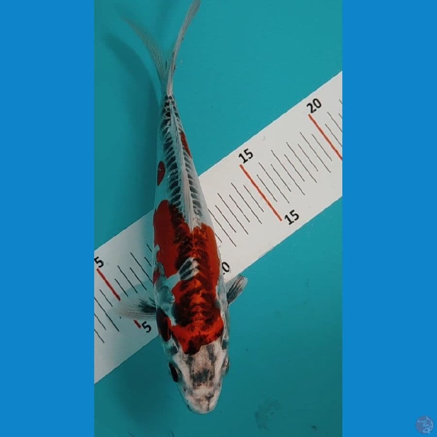 Kiko 22cm