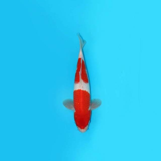 BKS ( KOHAKU 30 CM )