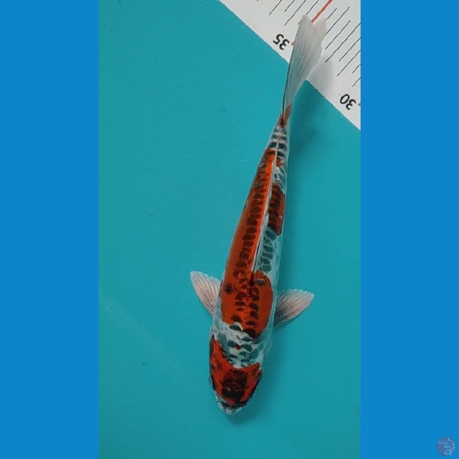 Kiko 21cm