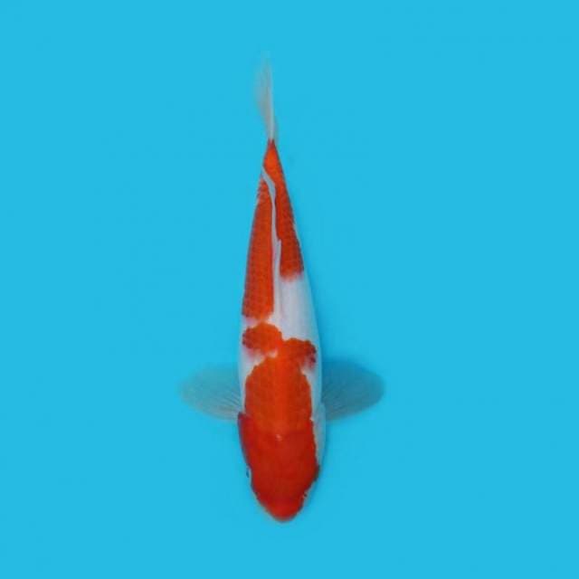 BKS ( KOHAKU 30 CM )