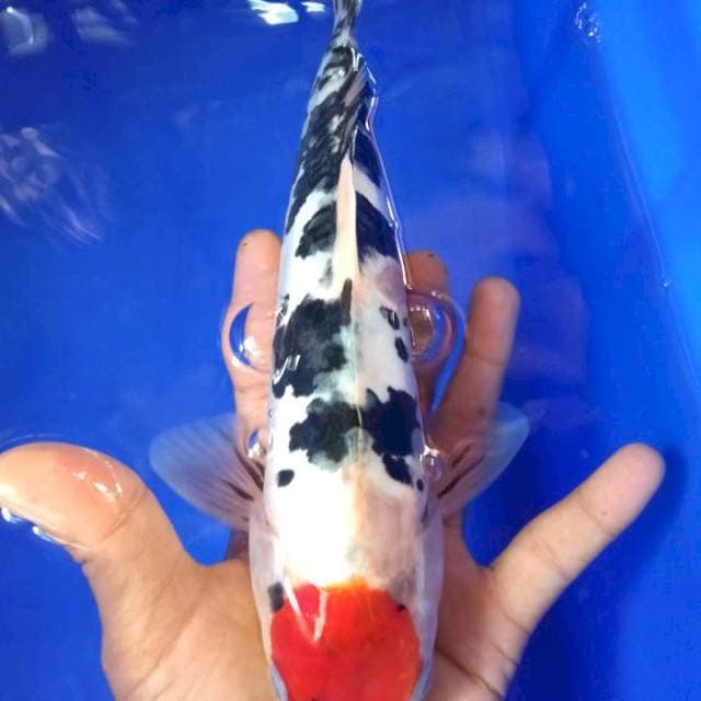 Tancho sanke doitsu 27 cm