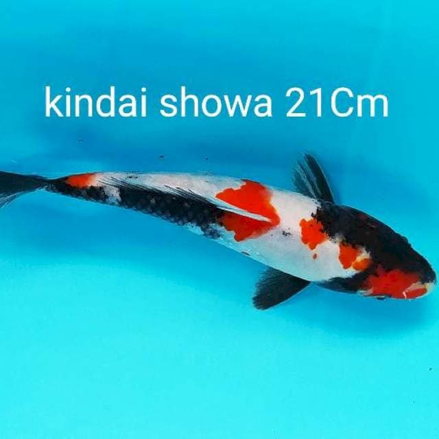 Showa kindai 21Cm