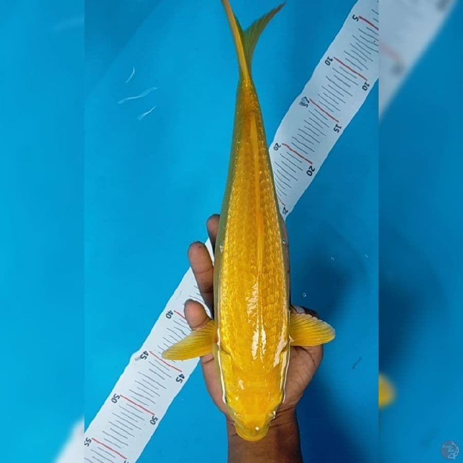 Karasi Gindrin 35cm