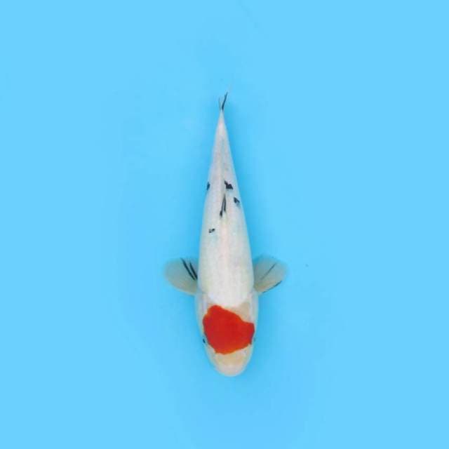 BKS ( TANCHO SANKE 36 CM )