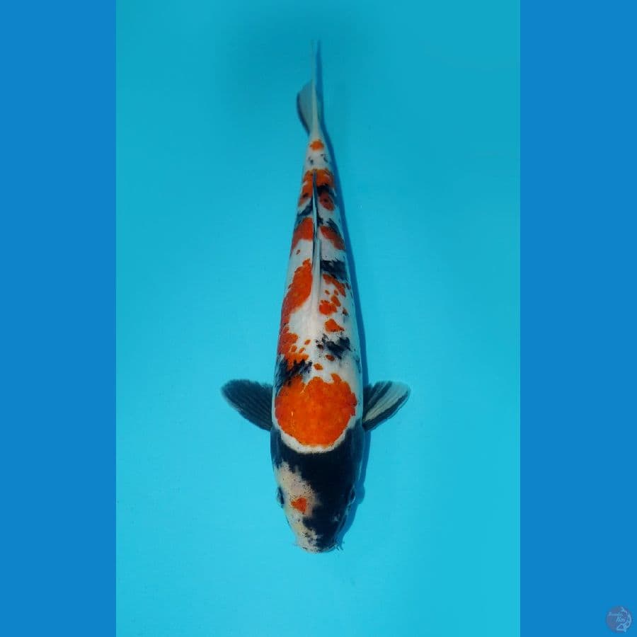 SHOWA KOROMO, 27CM