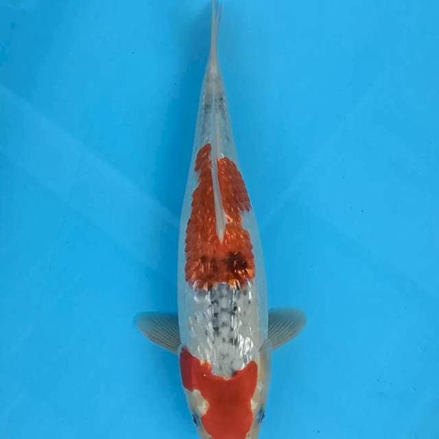 Goshiki Ginrin 36cm