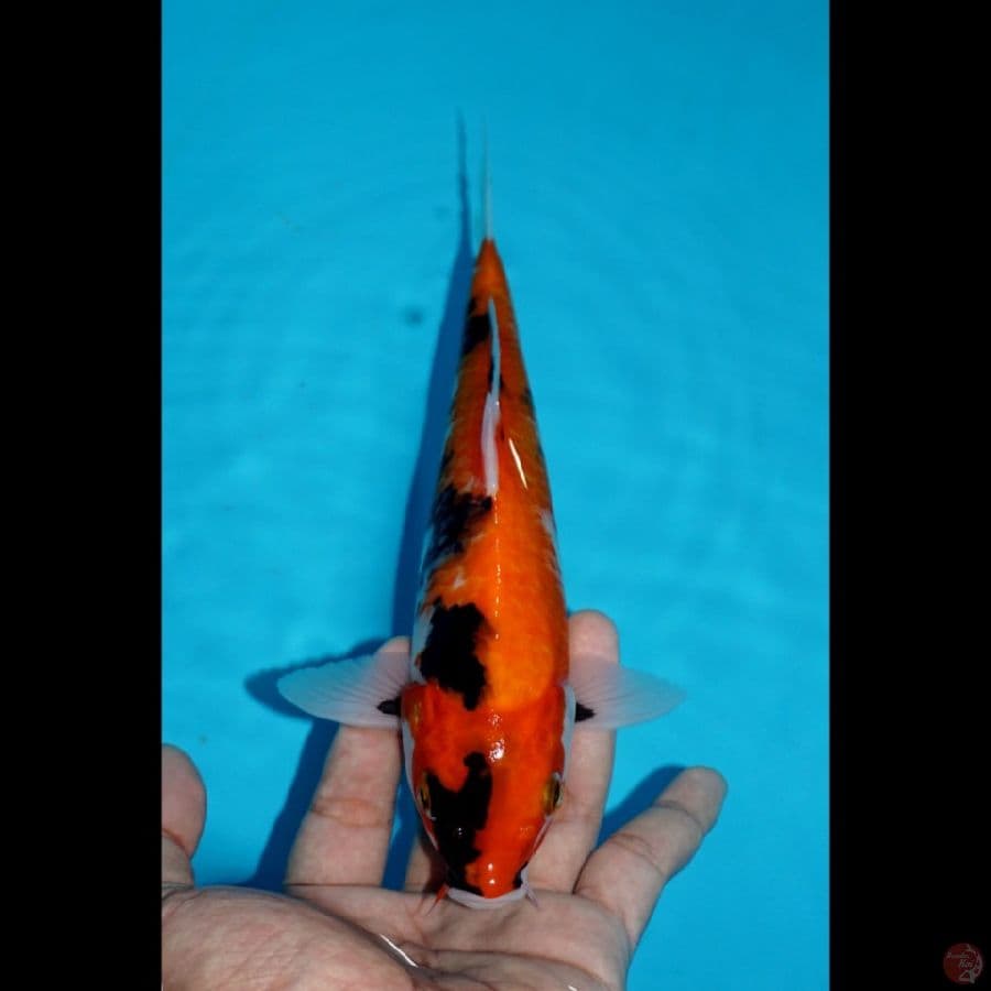 SHOWA, 23 CM