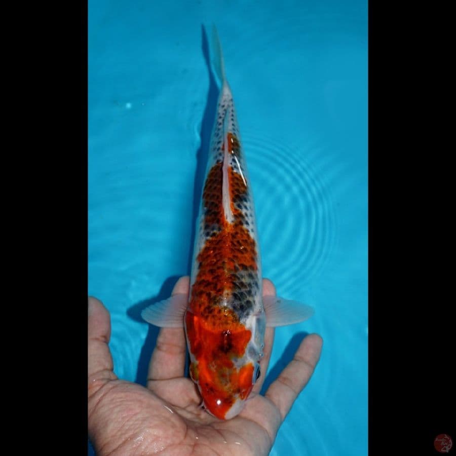 GOSHIKI, 28 CM