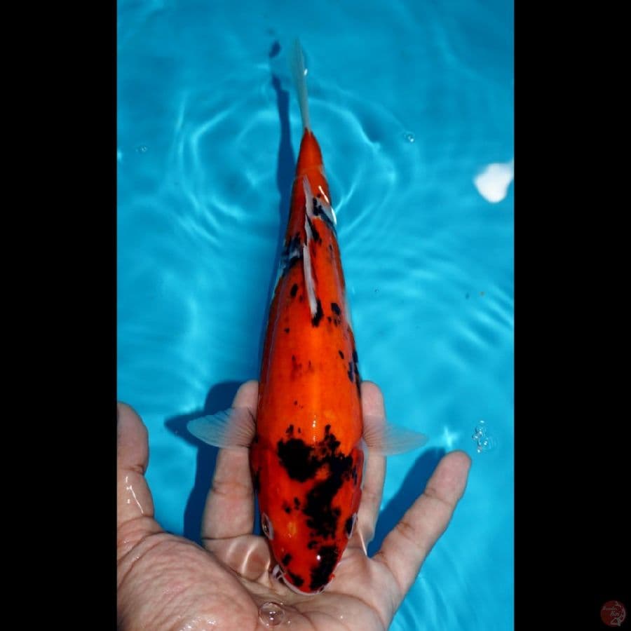 SHOWA, 24 CM
