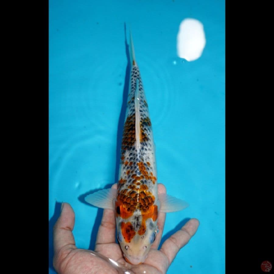 GOSHIKI, 29 CM