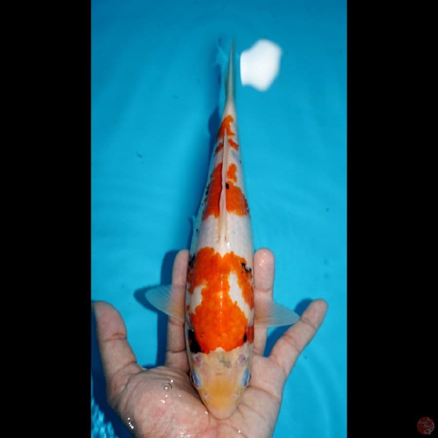 SHOWA, 26 CM