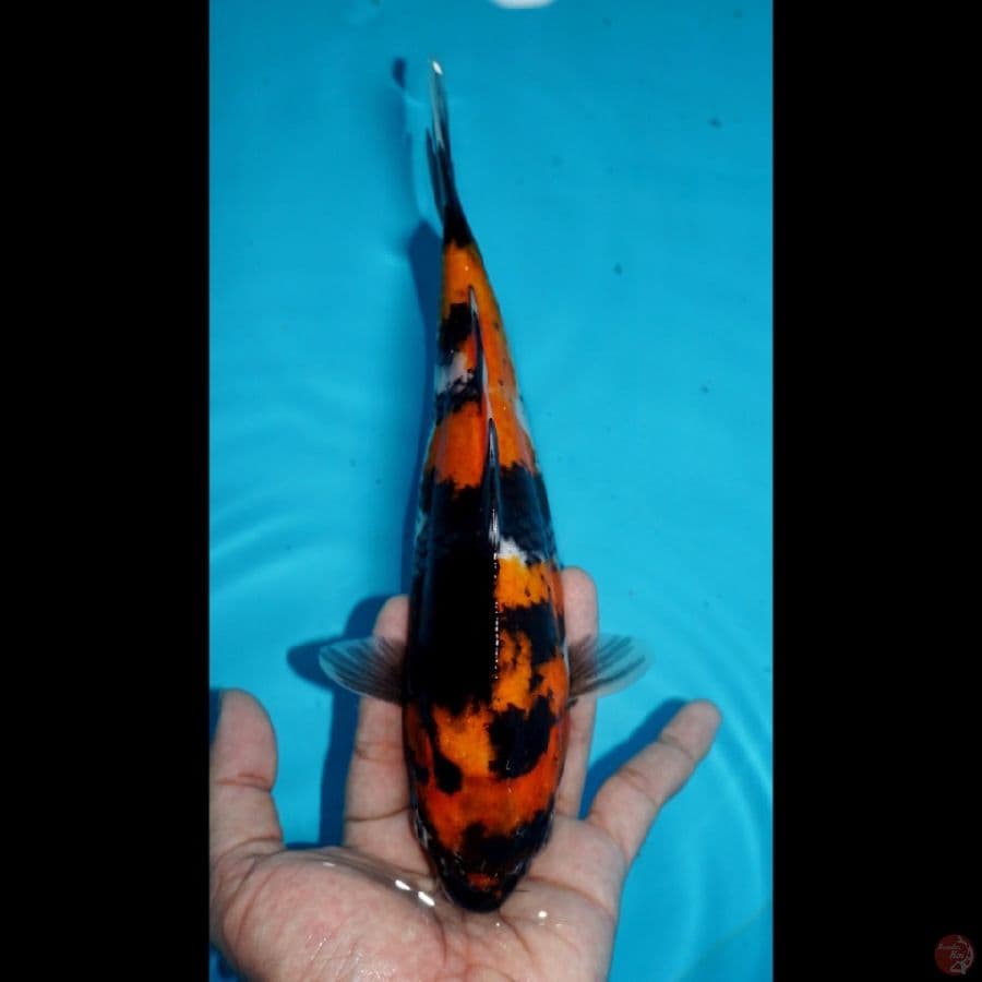 SHOWA, 25 CM