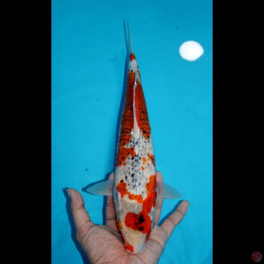 GOSHIKI, 35 CM