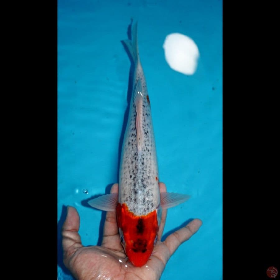 GOSHIKI, 30 CM