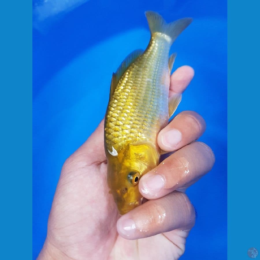 midori berpunuk 16cm