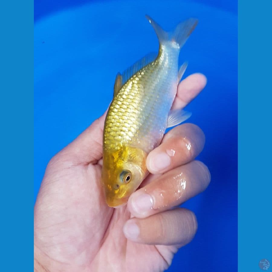 midori berpunuk 15cm