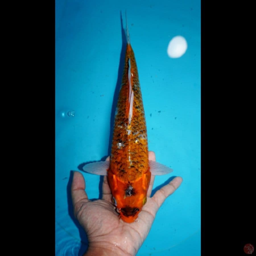 AKA MATSUBA, 33CM