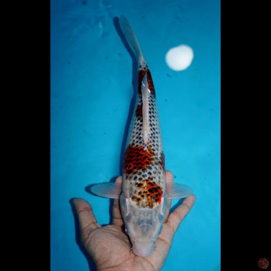 GOSHIKI, 33 CM
