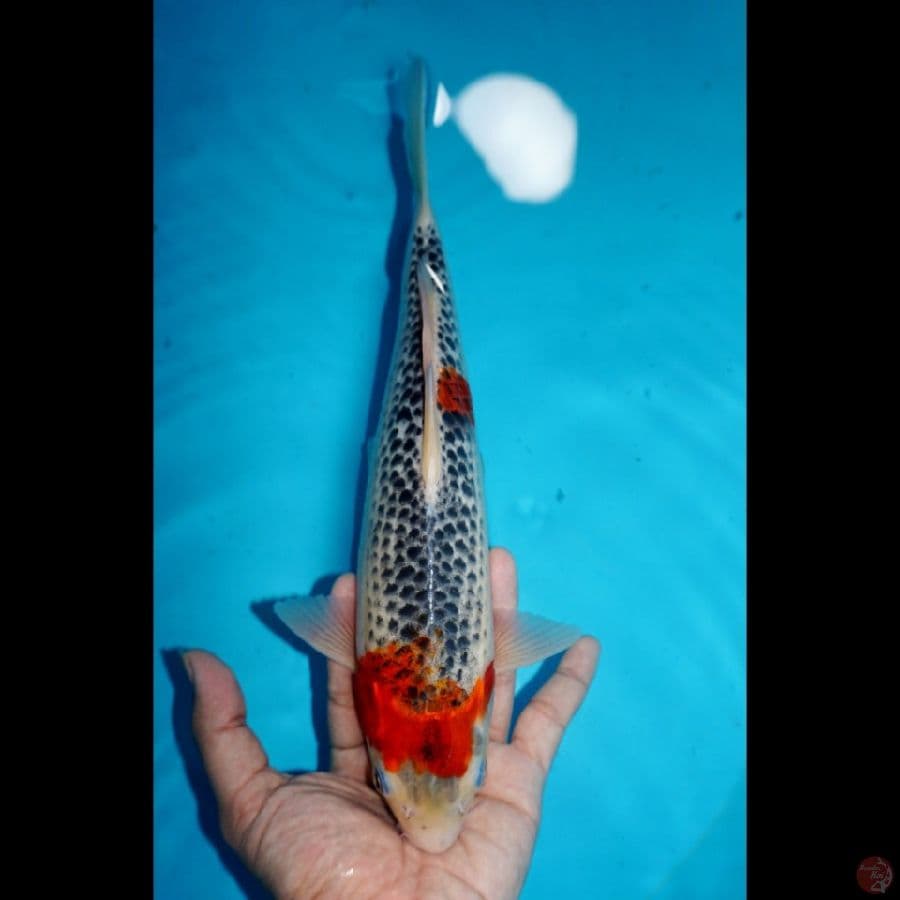 GOSHIKI, 30 CM