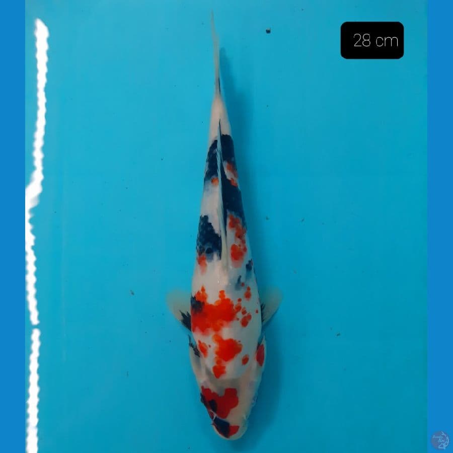 showa 28 cm