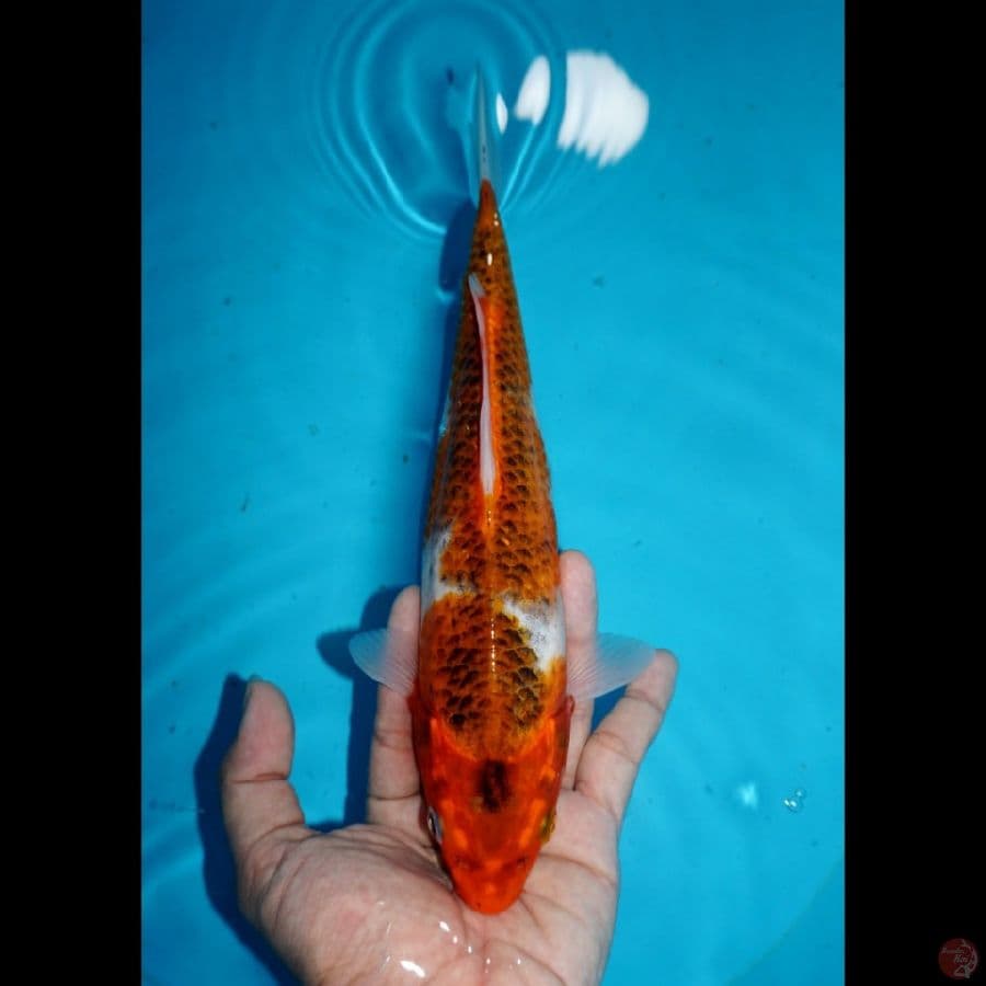 GOSHIKI, 26 CM