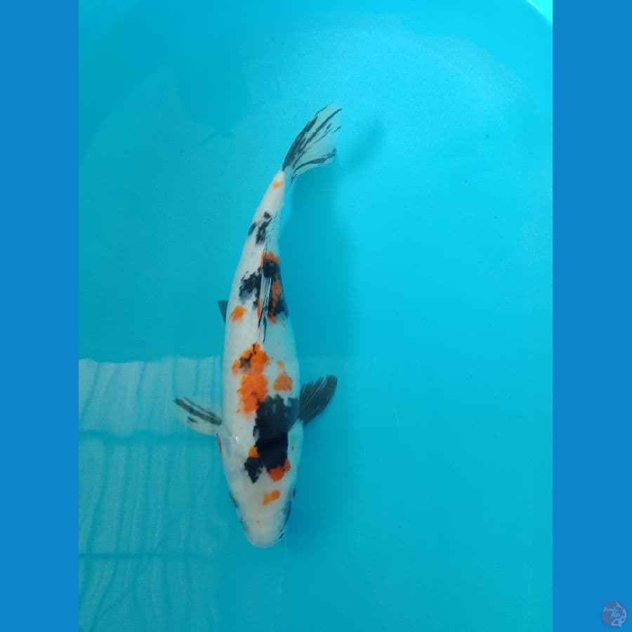 Showa 36cm