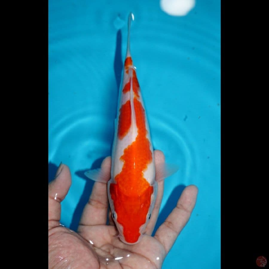 KOHAKU, 21 CM
