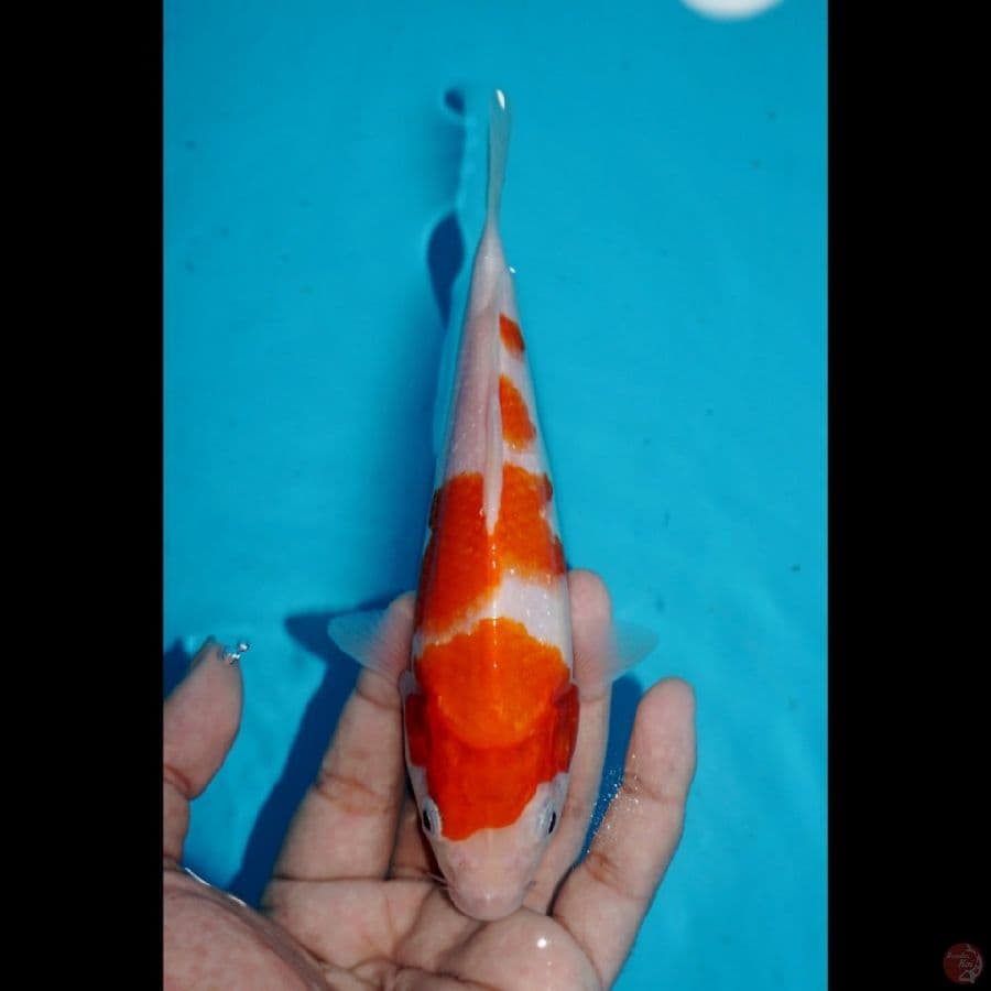 ROADTO2.2 ~ KOHAKU, 18CM