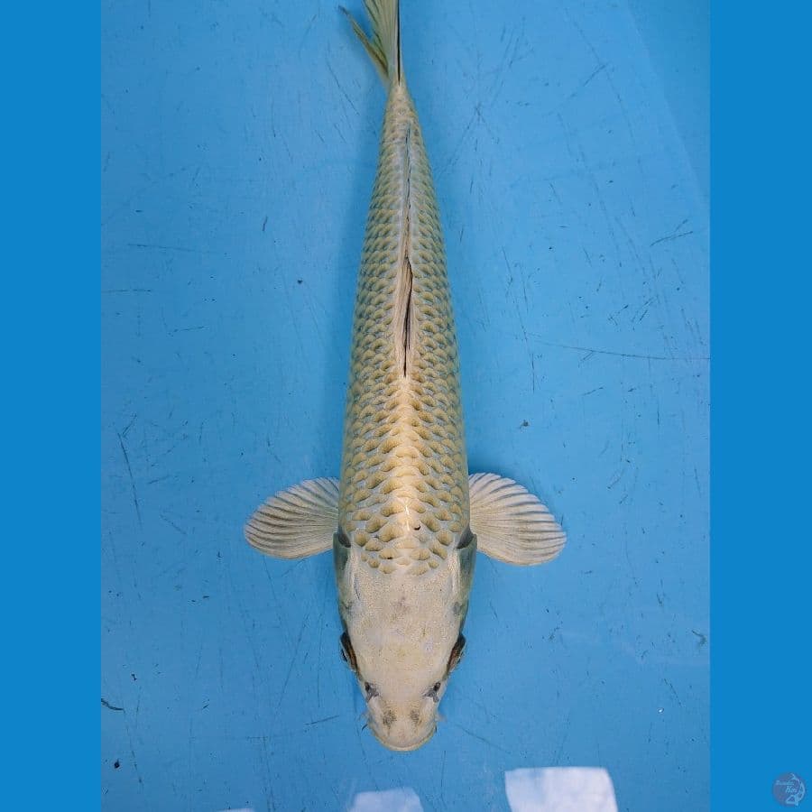 MUKASHI 37 cm