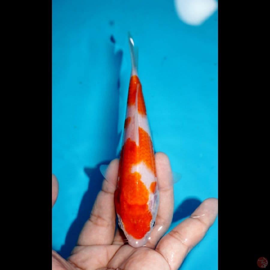 ROADTO2.2 ~ KOHAKU, 16CM